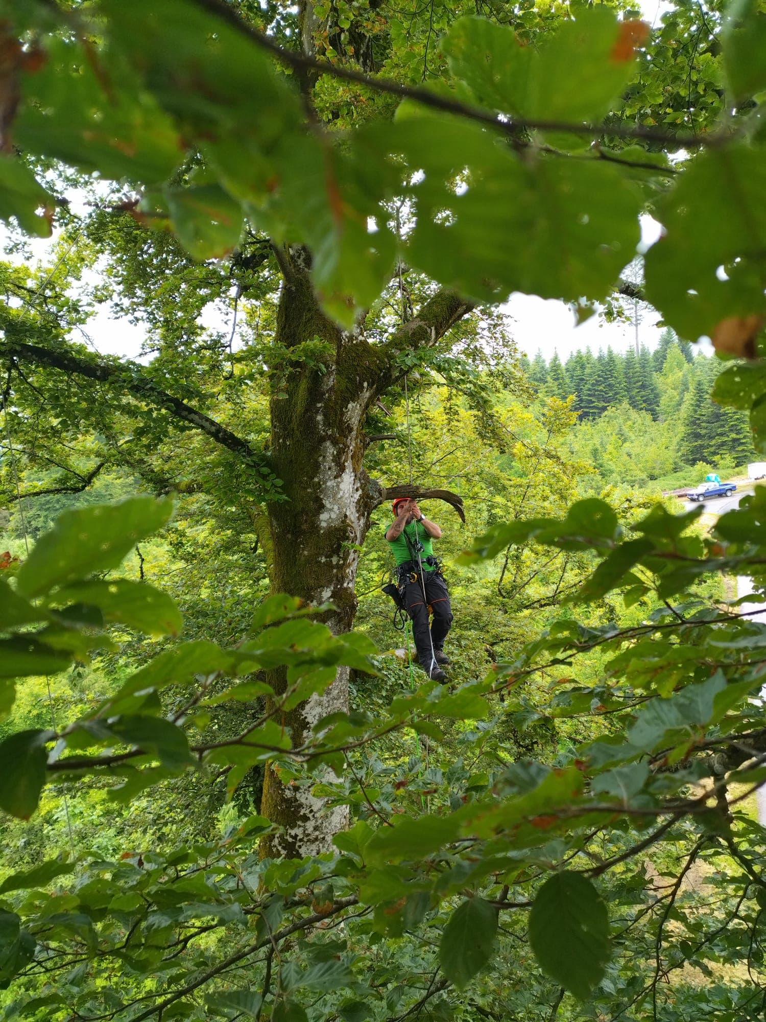 Accès aux arbres image 1